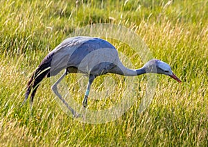 Seldom picture of a Blue crane walking through the savannah grass of the Etosha National park in northern Namibia