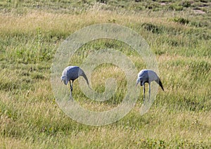 Seldom picture of a Blue crane walking through the savannah grass of the Etosha National park in northern Namibia