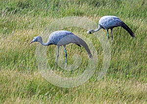 Seldom picture of a Blue crane walking through the savannah grass of the Etosha National park in northern Namibia