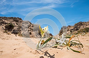 Seldom plant sea daffodil, pancratius maritimum, blurry beach in background