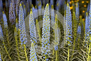 Select Blue Pride-of-Madeira (Echium candicans)