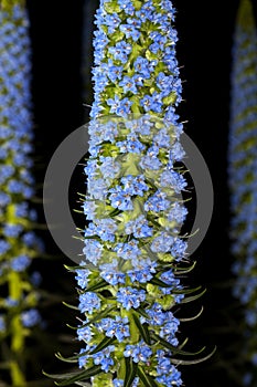 Select Blue Pride-of-Madeira (Echium candicans) photo