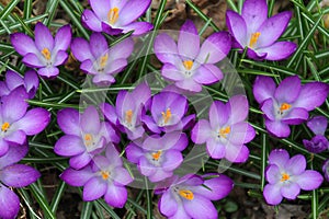 A Select Carpet of Pretty Purple Crocuses 2 - Croci - Iridaceae