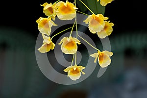 Select focus beauty macro bouquet group of fresh yellow dendrobium orchid flower with green leaves in wooden pot hanging in