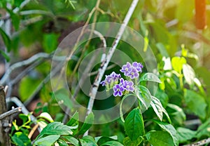 select focus bouquet purple fresh flower blur green leave in garden background with copy space