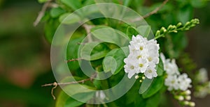 select focus bouquet white fresh flower blur green leave in garden background with copy space