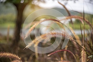 Select focus of  flower grass and blurred landscape on sunrise background in the morning