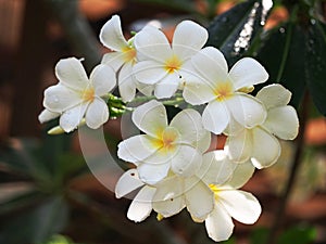 Select focus Frangipani Plumeria flowers border Design