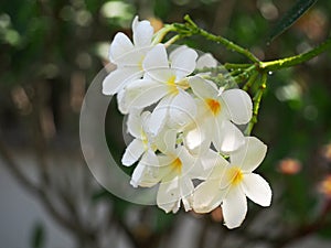 Select Focus Frangipani Plumeria flowers border Design after the rainning