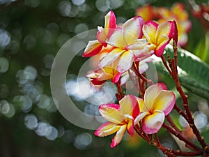 Select focus Frangipani Plumeria flowers border Design