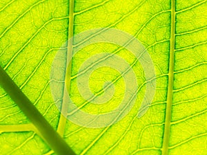 Select focus of green leaf texture macro and bleary of leaves texture.Useful as background