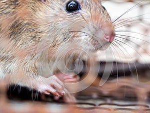 Select focus of the nail of the rat in the nick. Homes and dwellings should not have mice. Pest control.Animal contagious diseases photo