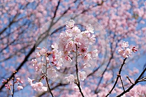 Select focus of pink Wild Himalayan cherry flowers