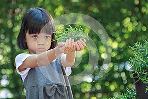 Select focus at Rosemary in the hand Portrait of a 4 to 6 year old Thai kid girl, cute face using scissors to cut a rosemary plant