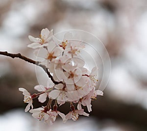 Select focus Sakura. Cherry Blossom in Springtime. Beautiful Pink Flowers