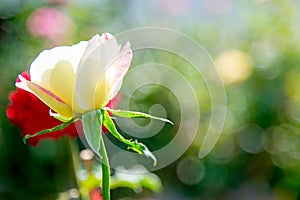 Select focus white rose flower blossom on soft green natural