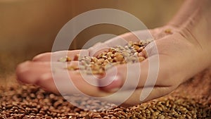 Select grain seeds dropping in human hand, spring sowing campaign, good harvest