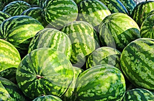 selected beautiful watermelons grown on a personal plot
