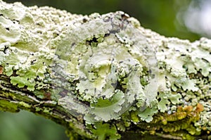 Selected deep of field on a lichen growing on an old tree branch.