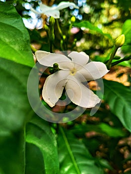 Selected focus of close up picture green leaf and blooming flowers of nature picture