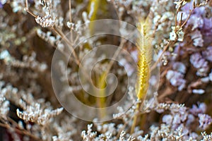 Selected focus of dry flowers