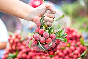 Selected focus on fresh lychees hold by hand in Thai market back