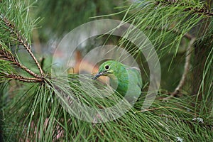 Selected focus of The greater green leafbird