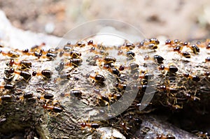 Selected focus of a group of termite migrating to the new place