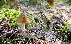 A selected focus image close up of a small single mushroom