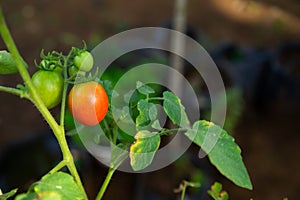 A red tomatoes hanging on a tree with blurred background