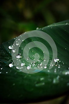 Selected focus of raindrops