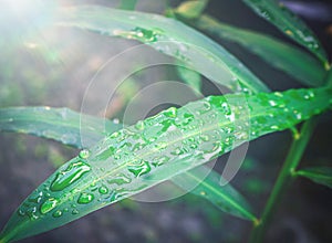 Selected focus of raindrops on leaves