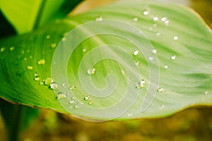 Selected focus of raindrops on leaves