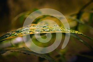 Selected focus of raindrops on leaves