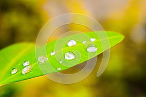 Selected focus of raindrops on leaves