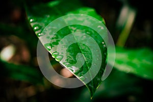 Selected focus of raindrops on leaves