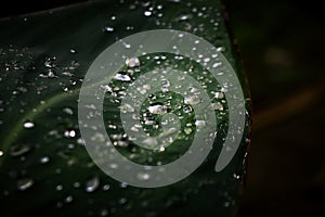 Selected focus of raindrops