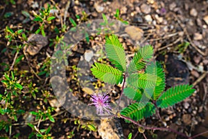 Selected focus to Sensitive Plant leaf, Mimosa Pudica