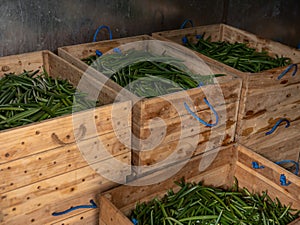 Selected fresh green vanilla beans or pod in container