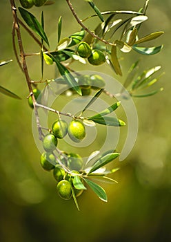 Selected olives, olive oil, Andalusia, Spain photo