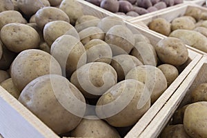 Selected potato tubers on store counter