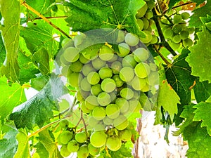 Selected varieties of healthy, ripe and juicy white grapes ready to be harvested