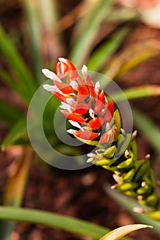 Selectice focus. Costus or red tower ginger tropical plant