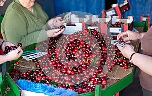 Selecting fresh cherries in Valle del Jerte, Extremadura. Spain. photo