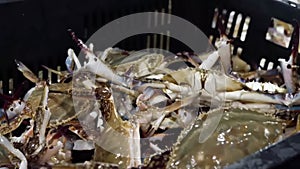 Selecting Freshly Caught Far Eastern Crab