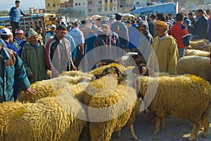 Selecting a sheep for the sacrifice of Eid al-Adha