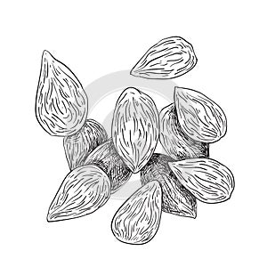 Selection of almonds - black and white illustration