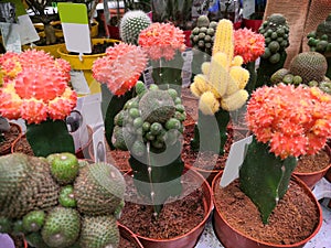 Selection of blooming cacti in a flower shop, Various cacti and succulents on display for sale. Selective focus