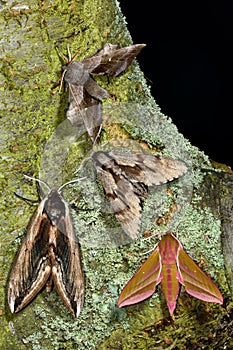 Selection of British hawk-moths. Several species of large british moths in the family Sphingidae