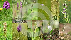 Selection of British orchids